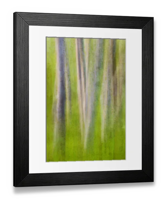 Framed Print : USA, Washington. Alder tree abstract. Credit as: Don Paulson / Jaynes Gallery / DanitaDelimont Framed Print : USA, Washington. Alder tree abstract. Credit as: Don Paulson / Jaynes Gallery / DanitaDelimont