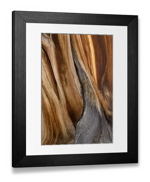 Framed Print : USA, California, White Mountains Wilderness. Patterns in bristlecone pine wood. Credit as Framed Print : USA, California, White Mountains Wilderness. Patterns in bristlecone pine wood. Credit as