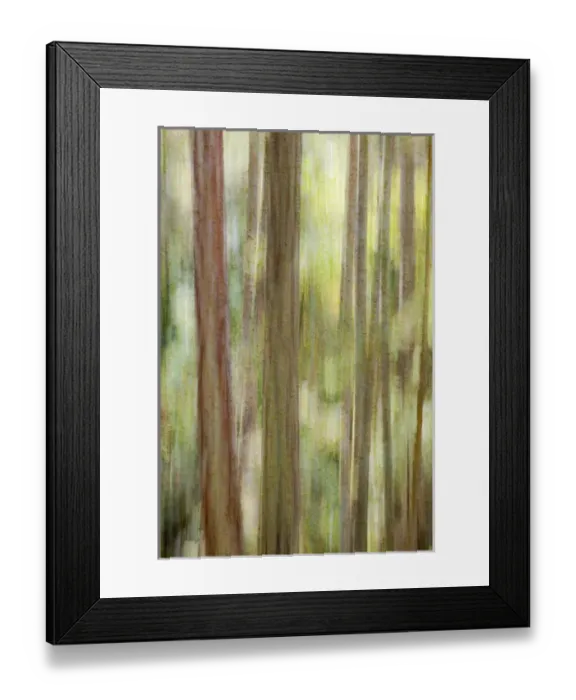 Framed Print : USA, Washington, San Juan Islands. Abstract woodland scene Framed Print : USA, Washington, San Juan Islands. Abstract woodland scene