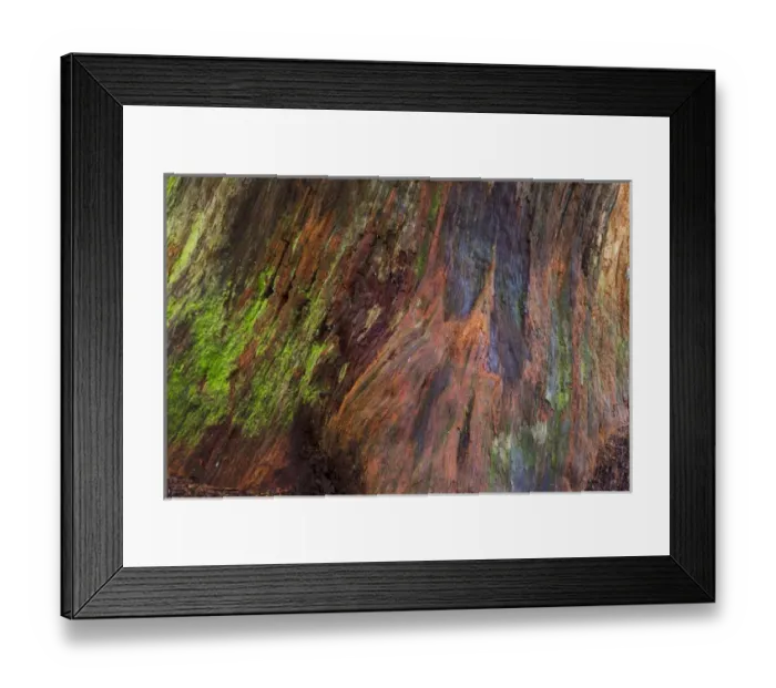 Framed Print : USA, Washington, Olympic Natonal Park. Detail of a rotten stump with moss. Credit as