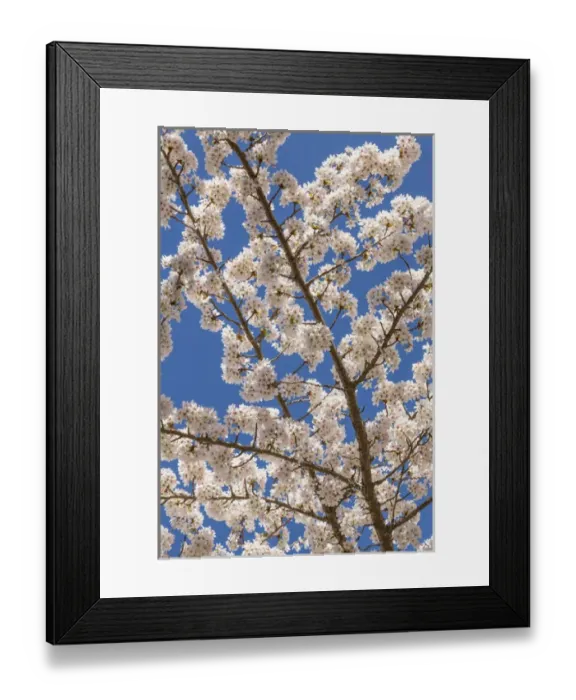 Framed Print : USA, Washington, Seabeck. Cherry tree blossoms in spring Framed Print : USA, Washington, Seabeck. Cherry tree blossoms in spring