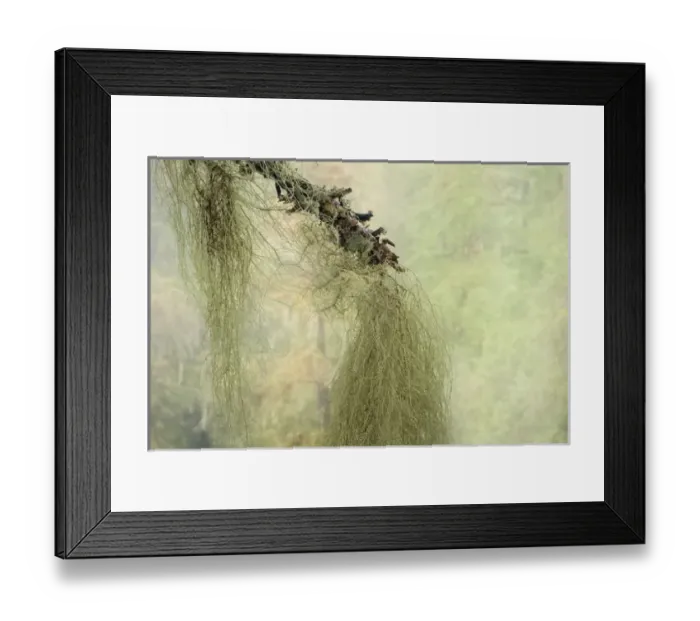 Framed Print : USA, Washington, Seabeck. Methuselahs beard lichen on tree Framed Print : USA, Washington, Seabeck. Methuselahs beard lichen on tree