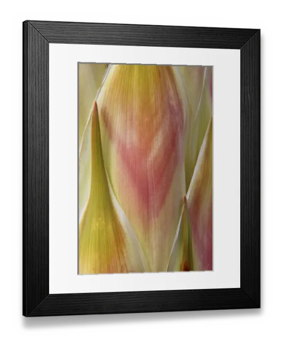 Framed Print : USA, Washington, Seabeck. Close-up of flower petals