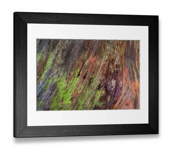Framed Print : USA, Washington, Olympic Natonal Park. Detail of a rotten stump with moss. Credit as Framed Print : USA, Washington, Olympic Natonal Park. Detail of a rotten stump with moss. Credit as
