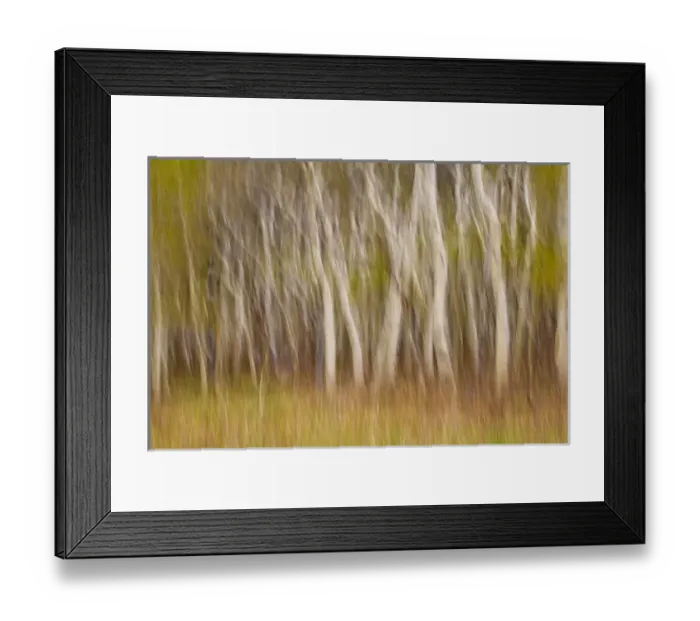 Framed Print : USA, Montana. Aspen forest abstract. Credit as: Don Paulson / Jaynes Gallery / DanitaDelimont Framed Print : USA, Montana. Aspen forest abstract. Credit as: Don Paulson / Jaynes Gallery / DanitaDelimont