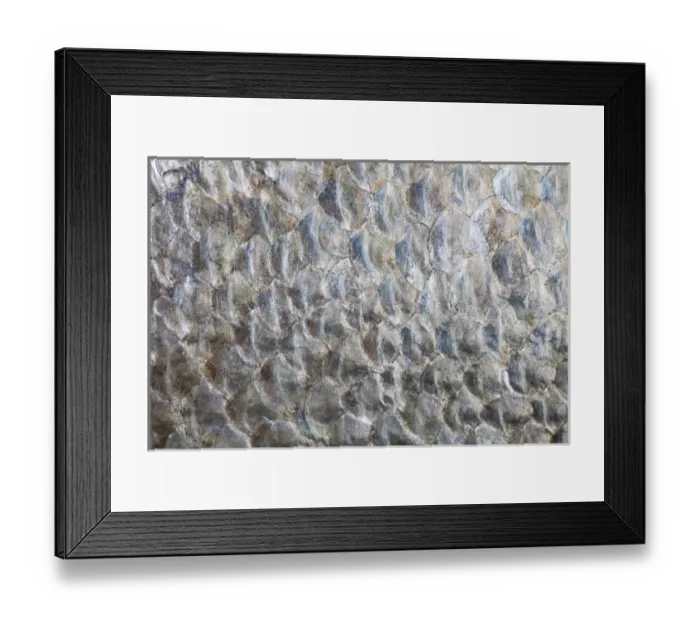 Framed Print : USA, Washington. Detail abstract of fish scales Framed Print : USA, Washington. Detail abstract of fish scales