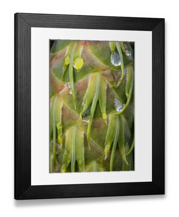 Framed Print : USA, Washington, Seabeck. Dew drops on Douglas fir cone Framed Print : USA, Washington, Seabeck. Dew drops on Douglas fir cone