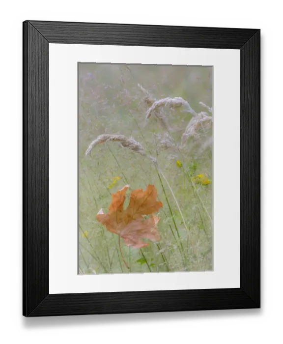 Framed Print : USA, Washington, Seabeck. Maple leaf in meadow grasses in meadow Framed Print : USA, Washington, Seabeck. Maple leaf in meadow grasses in meadow