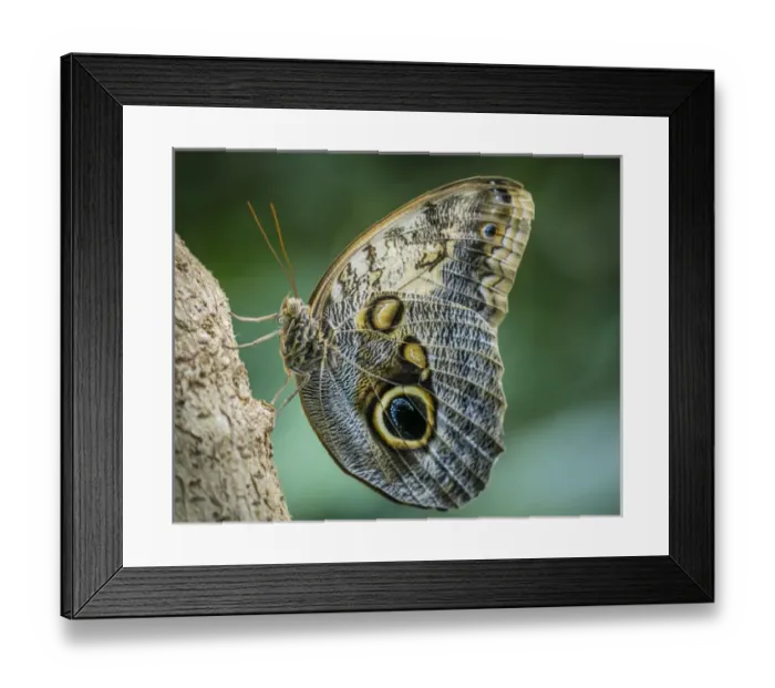 Framed Print : USA, Washington, Seattle. Close-up of owl butterfly Framed Print : USA, Washington, Seattle. Close-up of owl butterfly