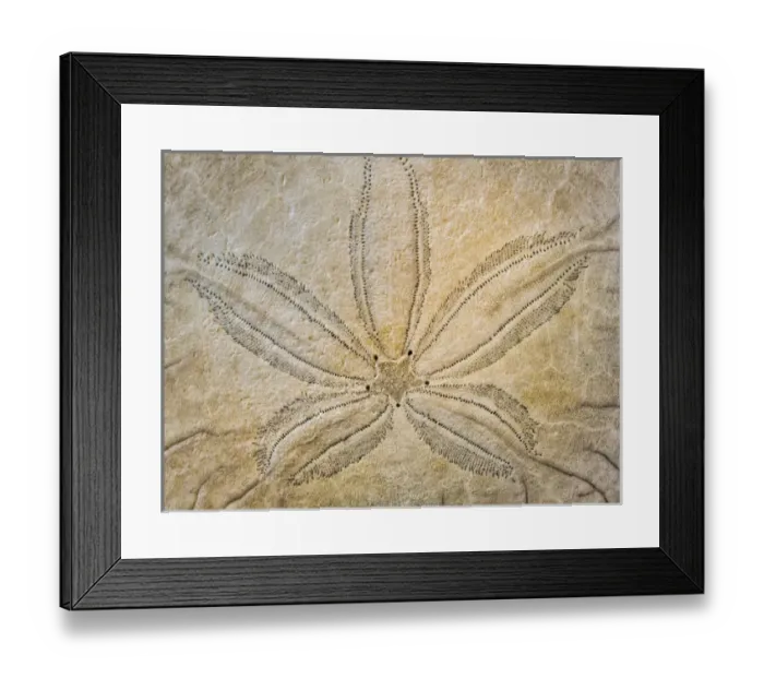 Framed Print : USA, Washington, Neah Bay. Design on the top of sand dollar shell Framed Print : USA, Washington, Neah Bay. Design on the top of sand dollar shell