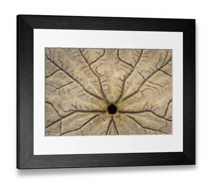 Framed Print : USA, Washington, Neah Bay. Design on bottom of sand dollar shell Framed Print : USA, Washington, Neah Bay. Design on bottom of sand dollar shell