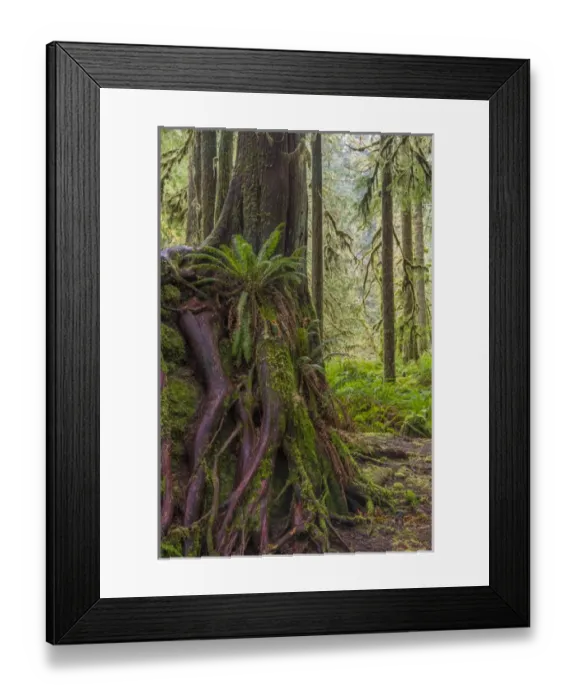 Framed Print : USA, Washington, Olympic National Park. Western red cedar growing on boulder. Credit as Framed Print : USA, Washington, Olympic National Park. Western red cedar growing on boulder. Credit as