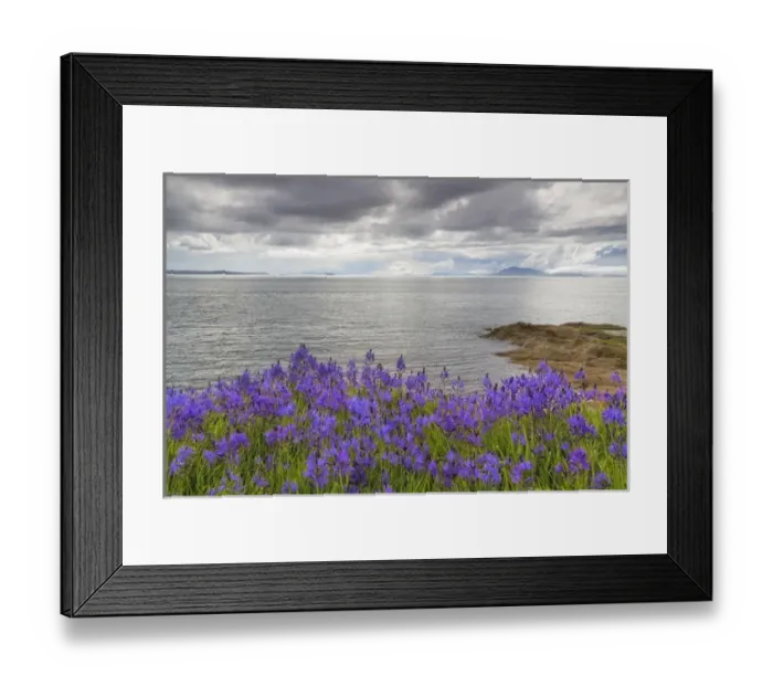 Framed Print : USA, Washington, San Juan Islands. Camas blooms on Sucia Island Framed Print : USA, Washington, San Juan Islands. Camas blooms on Sucia Island