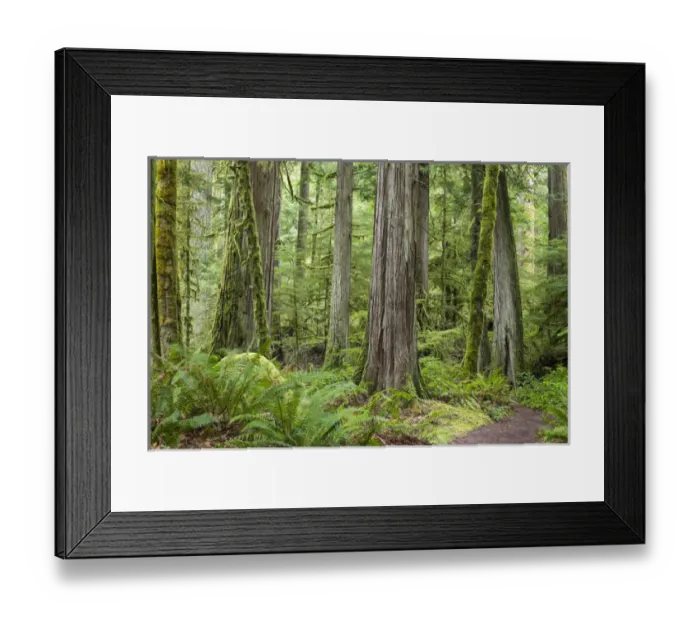Framed Print : USA, Washington, Olympic National Park. Old growth forest on Barnes Creek Trail. Credit as Framed Print : USA, Washington, Olympic National Park. Old growth forest on Barnes Creek Trail. Credit as