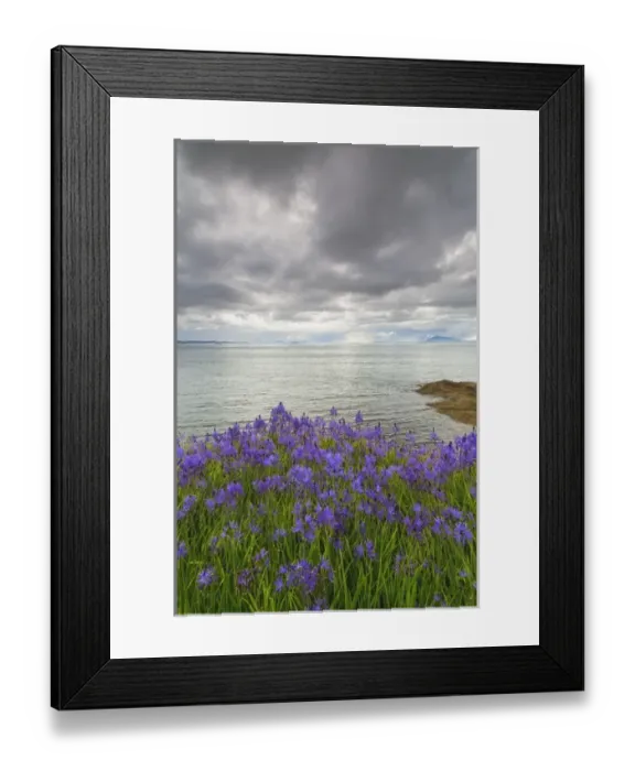 Framed Print : USA, Washington, San Juan Islands. Camas blooms on Sucia Island Framed Print : USA, Washington, San Juan Islands. Camas blooms on Sucia Island