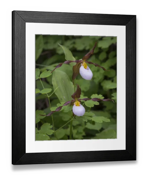 Framed Print : USA, Washington, Kamiak Butte County Park. Close-up of lady slipper orchids. Credit as