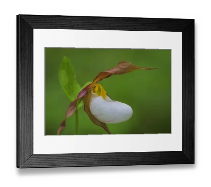 Framed Print : USA, Washington, Kamiak Butte County Park. Close-up of lady slipper orchid. Credit as Framed Print : USA, Washington, Kamiak Butte County Park. Close-up of lady slipper orchid. Credit as
