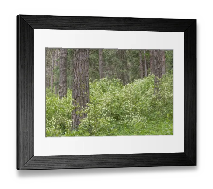 Framed Print : USA, Washington, Palouse Hills, Kamiak Butte. Forest with flowering ninebark shrubs Framed Print : USA, Washington, Palouse Hills, Kamiak Butte. Forest with flowering ninebark shrubs