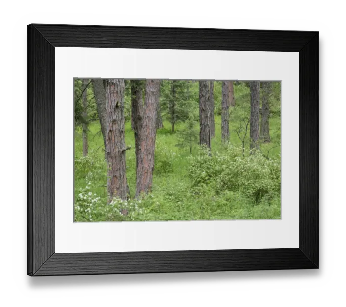 Framed Print : USA, Washington, Palouse Hills, Kamiak Butte. Forest with flowering ninebark shrubs Framed Print : USA, Washington, Palouse Hills, Kamiak Butte. Forest with flowering ninebark shrubs