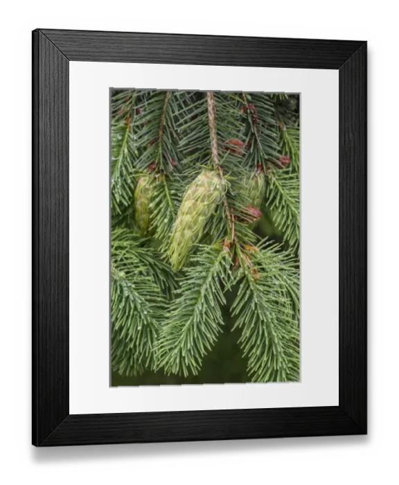 Framed Print : USA, Washington, Seabeck. Detail of Douglas fir cones