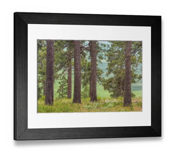 Framed Print : USA, Washington, Palouse Hills. Pine forest scenic Framed Print : USA, Washington, Palouse Hills. Pine forest scenic