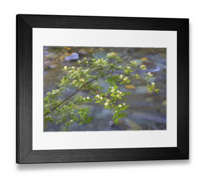 Framed Print : USA, Washington, Wenatchee National Forest. Red osier dogwood over Teanaway River Framed Print : USA, Washington, Wenatchee National Forest. Red osier dogwood over Teanaway River