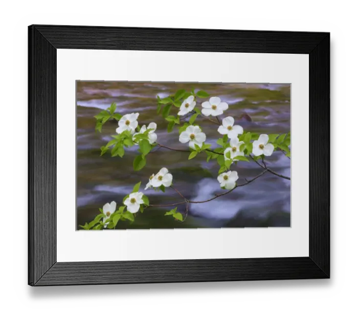 Framed Print : USA, Washington, Gifford Pinchot National Forest. Pacific dogwood branch over Panther Creek Framed Print : USA, Washington, Gifford Pinchot National Forest. Pacific dogwood branch over Panther Creek