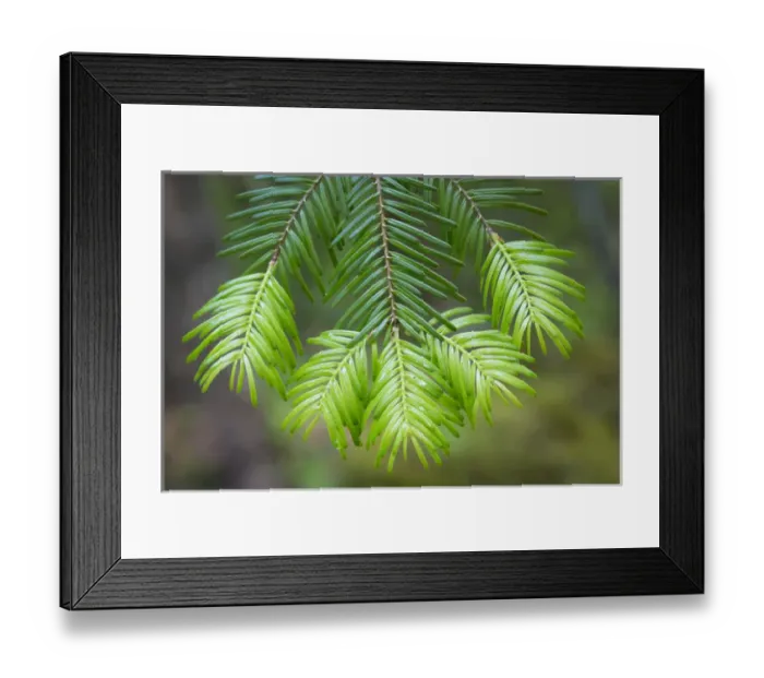 Framed Print : USA, Washington, Gifford Pinchot National Forest. Close-up of fir tree bough. Credit as Framed Print : USA, Washington, Gifford Pinchot National Forest. Close-up of fir tree bough. Credit as