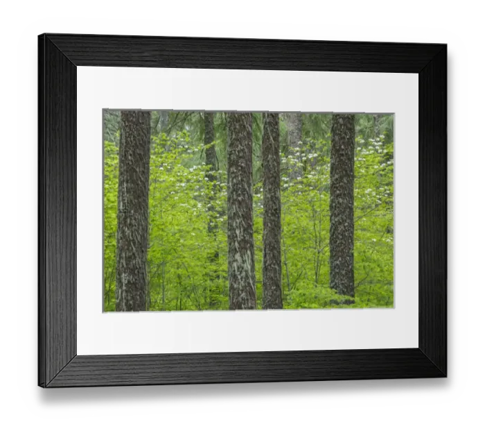 Framed Print : USA, Washington, Gifford Pinchot National Forest. Pacific dogwood and Douglas fir trees Framed Print : USA, Washington, Gifford Pinchot National Forest. Pacific dogwood and Douglas fir trees