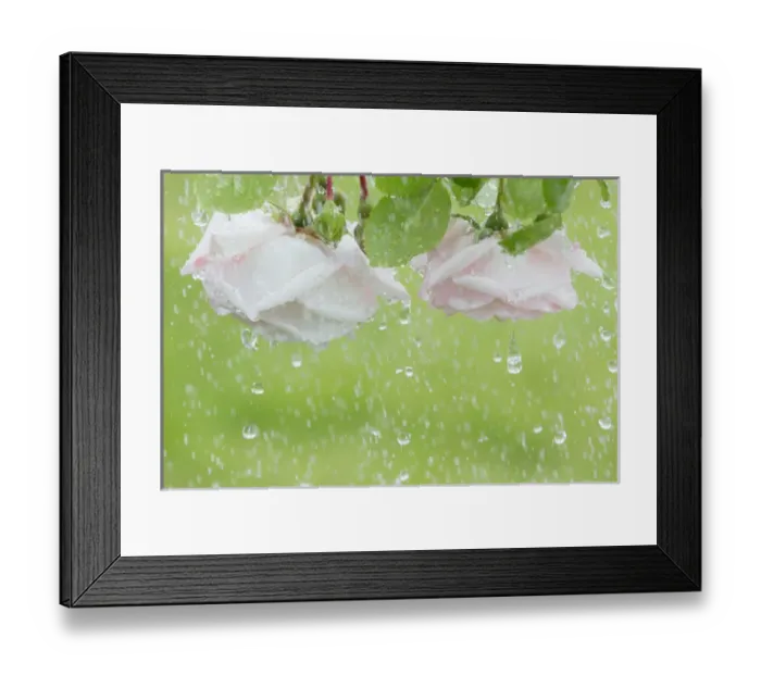 Framed Print : USA, Washington, Seabeck. Roses in rainfall Framed Print : USA, Washington, Seabeck. Roses in rainfall