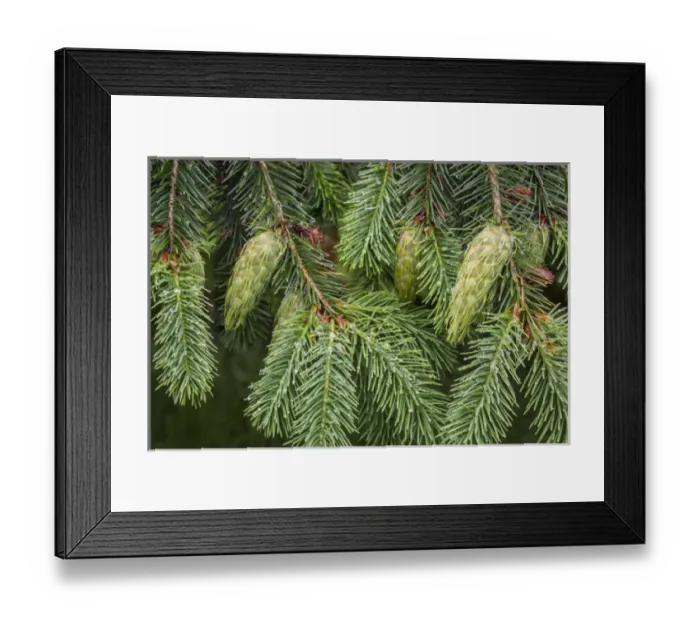 Framed Print : USA, Washington, Seabeck. Detail of Douglas fir cones Framed Print : USA, Washington, Seabeck. Detail of Douglas fir cones