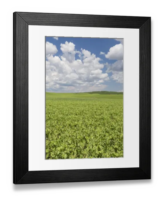 Framed Print : USA, Washington, Palouse Hills. Field of spring peas Framed Print : USA, Washington, Palouse Hills. Field of spring peas