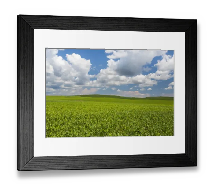 Framed Print : USA, Washington, Palouse Hills. Field of spring peas