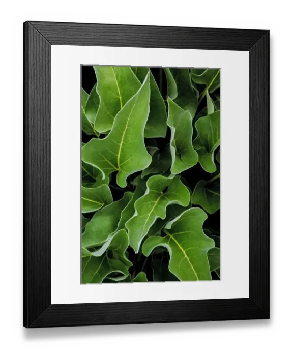 Framed Print : USA, Washington, Palouse Hills, Kamiak Butte. Arrowleaf balsamroot plant close-up Framed Print : USA, Washington, Palouse Hills, Kamiak Butte. Arrowleaf balsamroot plant close-up