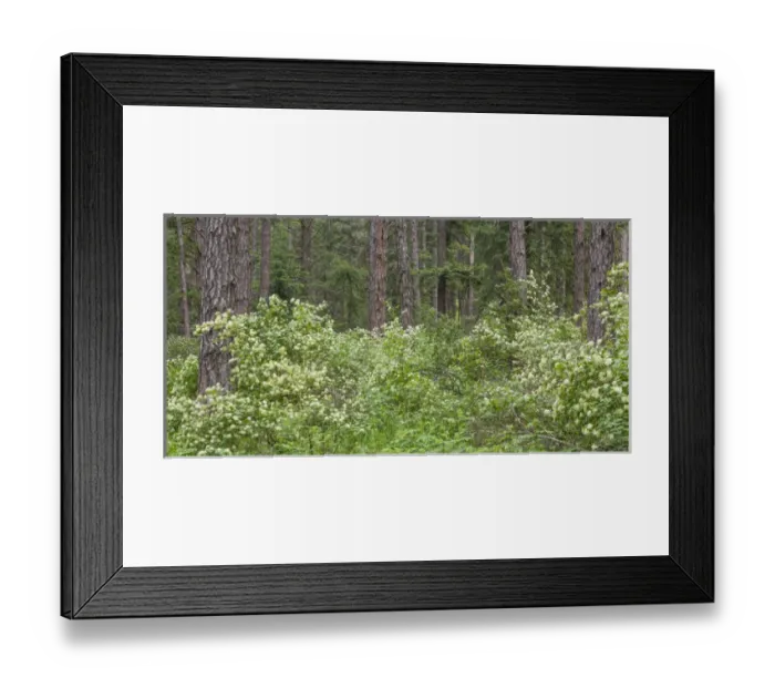 Framed Print : USA, Washington, Palouse Hills, Kamiak Butte. Forest with flowering ninebark shrubs Framed Print : USA, Washington, Palouse Hills, Kamiak Butte. Forest with flowering ninebark shrubs