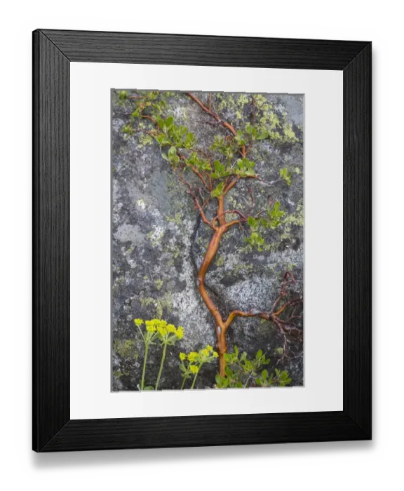 Framed Print : USA, Washington, Wenatchee National Forest. Manzanita growing on boulder. Credit as Framed Print : USA, Washington, Wenatchee National Forest. Manzanita growing on boulder. Credit as
