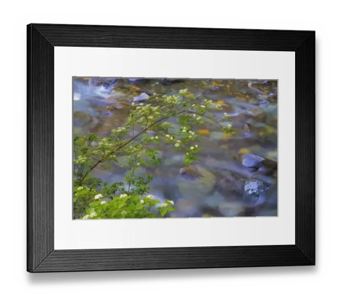 Framed Print : USA, Washington, Wenatchee National Forest. Red osier dogwood over Teanaway River Framed Print : USA, Washington, Wenatchee National Forest. Red osier dogwood over Teanaway River