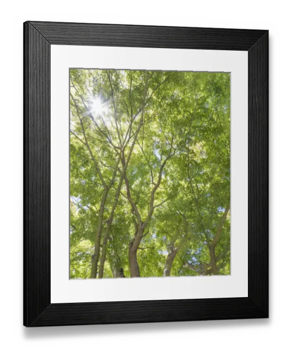 Framed Print : USA, Washington, Seattle. Sun shining through maple trees