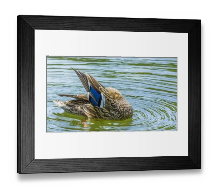 Framed Print : USA, Washington, Seabeck. Mallard duck preening in water