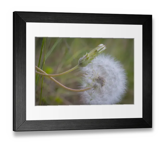 Framed Print : USA, Washington, Wenatchee National Forest. Close-up of salsify seed head. Credit as Framed Print : USA, Washington, Wenatchee National Forest. Close-up of salsify seed head. Credit as