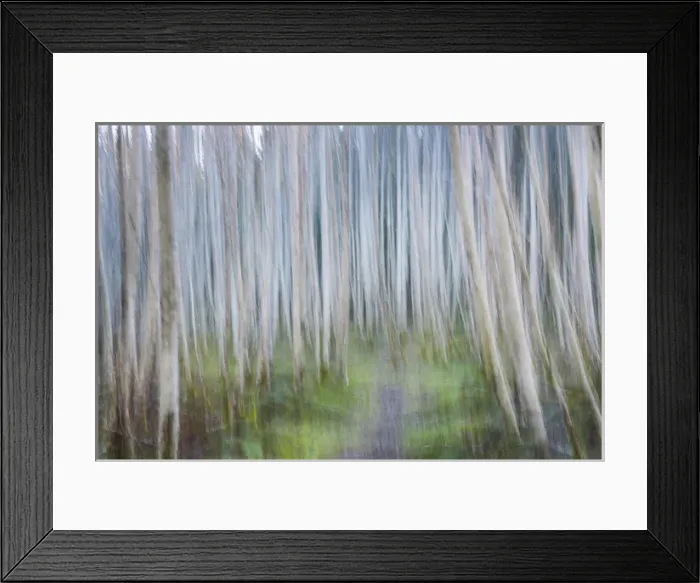 Framed Print : USA, Washington, Seabeck. Abstract of alder trees in winter Framed Print : USA, Washington, Seabeck. Abstract of alder trees in winter