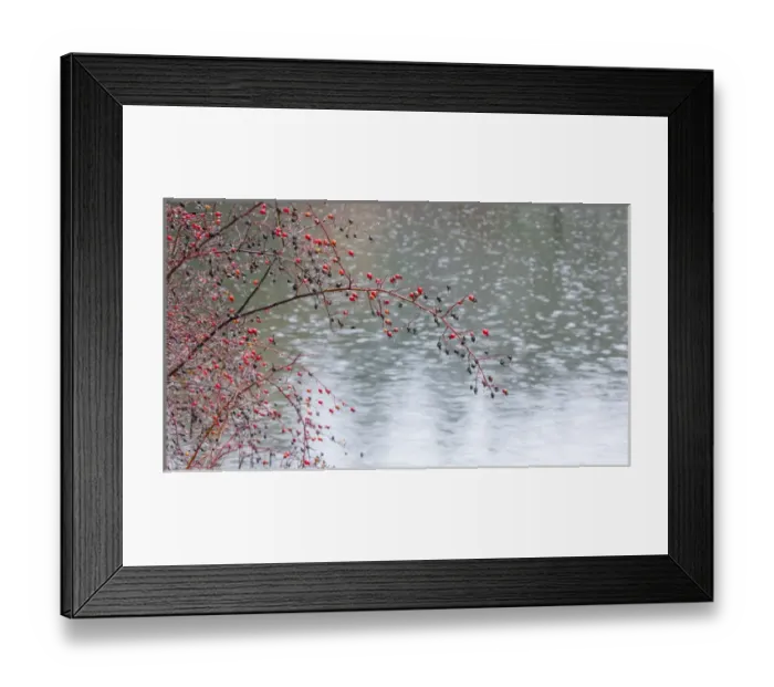 Framed Print : USA, Washington, Seabeck. Wild rose tree hanging a pond Framed Print : USA, Washington, Seabeck. Wild rose tree hanging a pond