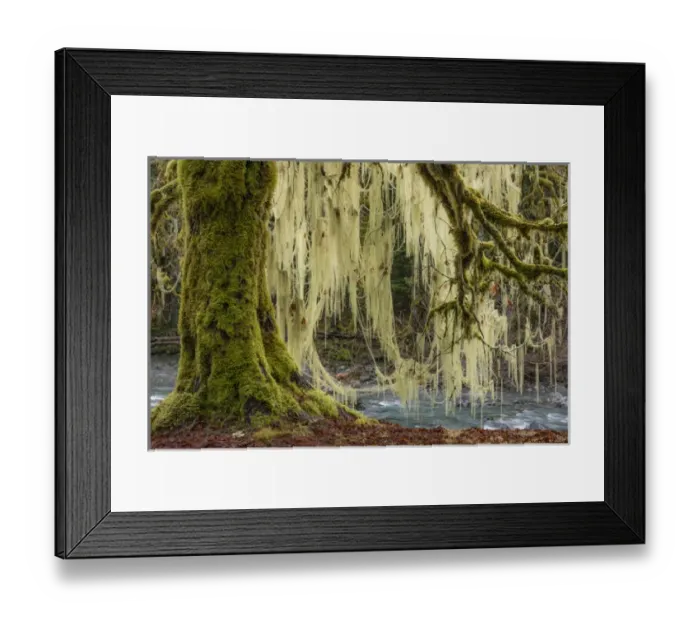 Framed Print : USA, Washington, Olympic National Park. Bigleaf maple tree draped with lichen. Credit as