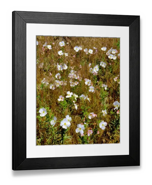 Framed Print : USA, Washington, Klickitat County. Wild primrose in field of grass Framed Print : USA, Washington, Klickitat County. Wild primrose in field of grass