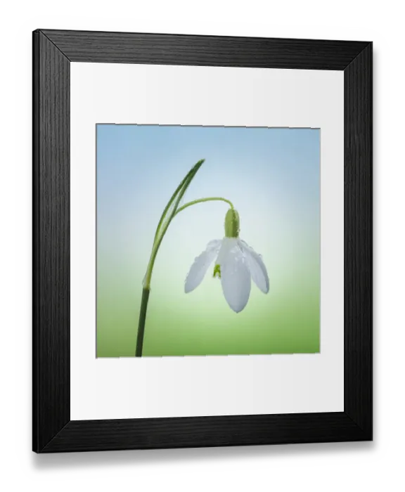 Framed Print : USA, Washington, Seabeck. Close-up of snowdrop flower Framed Print : USA, Washington, Seabeck. Close-up of snowdrop flower
