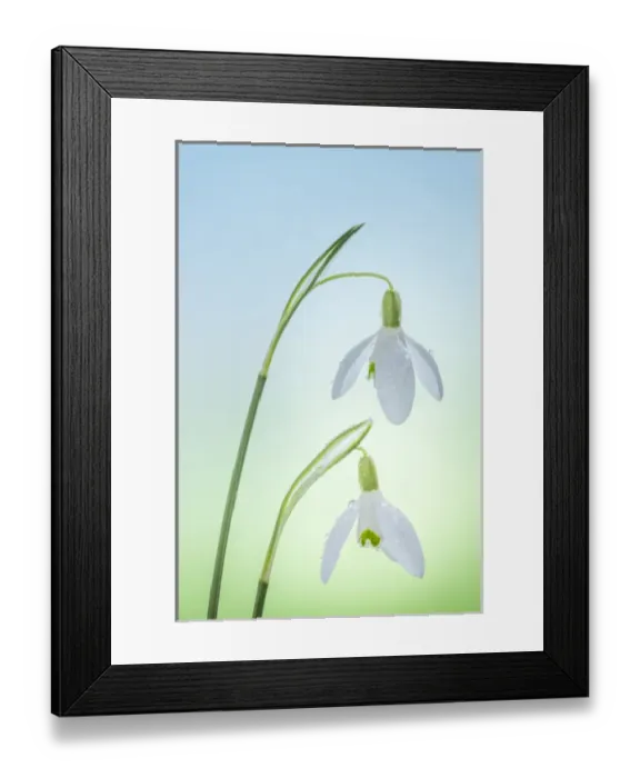 Framed Print : USA, Washington, Seabeck. Close-up of snowdrop flowers