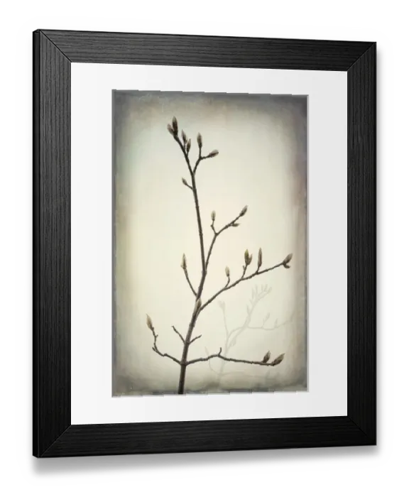 Framed Print : USA, Washington, Seabeck. Spring buds forming on bigleaf maple tree branch. Credit as Framed Print : USA, Washington, Seabeck. Spring buds forming on bigleaf maple tree branch. Credit as
