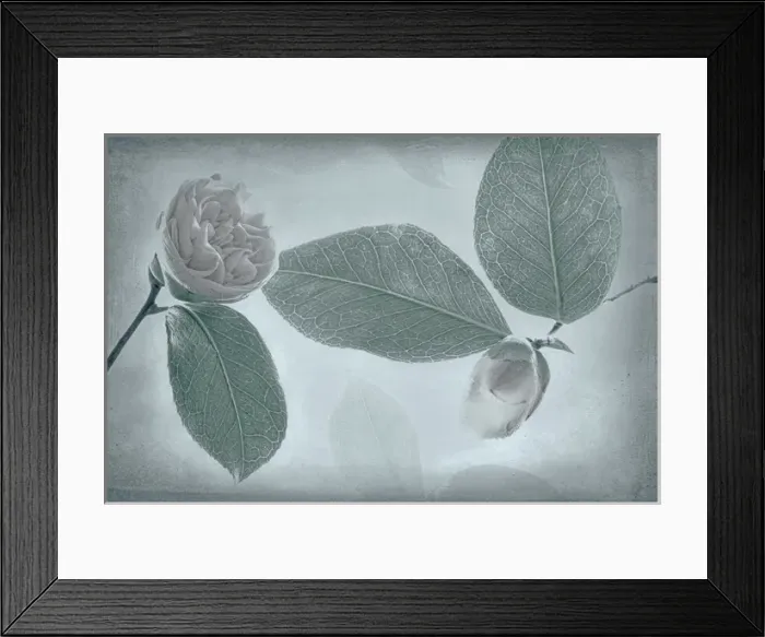 Framed Print : USA, Washington, Seabeck. Camellia leaves and buds close-up Framed Print : USA, Washington, Seabeck. Camellia leaves and buds close-up
