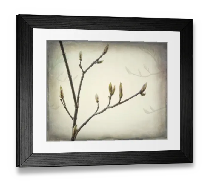 Framed Print : USA, Washington, Seabeck. Spring buds forming on bigleaf maple tree branch. Credit as Framed Print : USA, Washington, Seabeck. Spring buds forming on bigleaf maple tree branch. Credit as