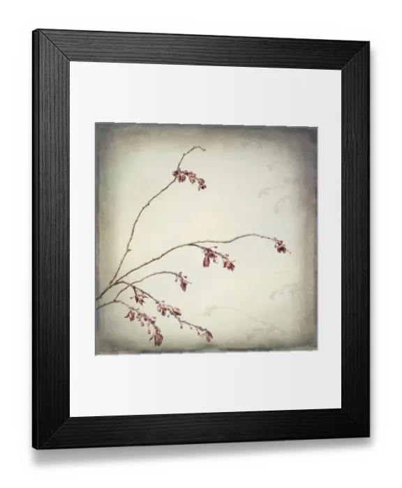 Framed Print : USA, Washington, Seabeck. Plum tree branch with spring buds